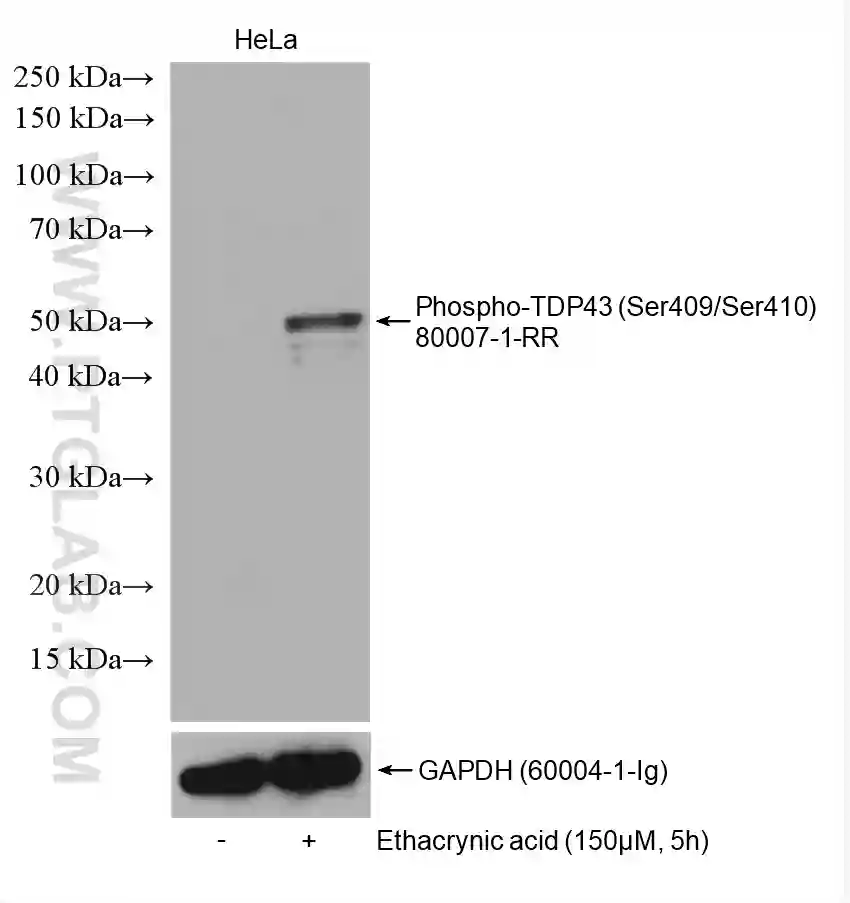 Western blot detection of Phospho-TDP43 (Ser409/Ser410) (80007-1-RR) in non-treated and ethacrynic acid (150 µM, 5 h) treated HeLa cells. The membrane was stripped and reprobed for GAPDH (60004-1-Ig) as a loading control.