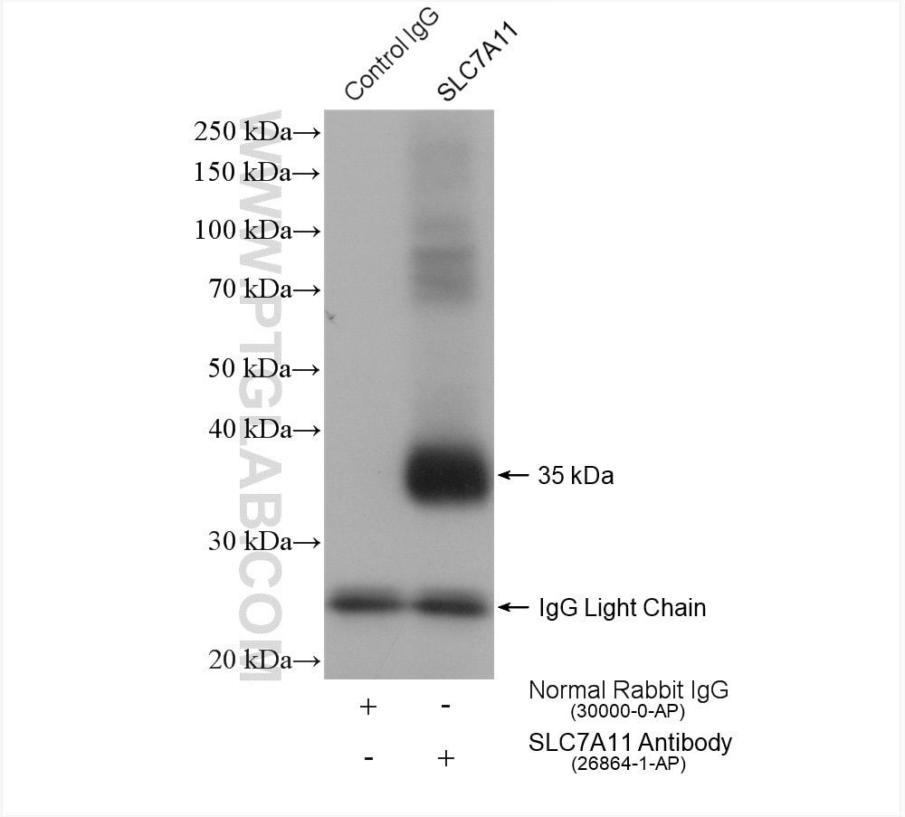 Immunoprecipitation (IP) experiment of HepG2 cells using SLC7A11/xCT Polyclonal antibody (26864-1-AP)