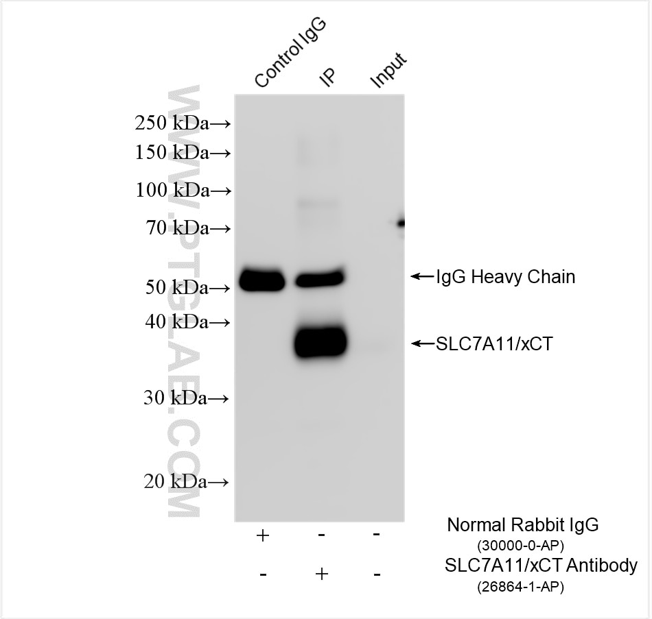 Immunoprecipitation (IP) experiment of HeLa cells using SLC7A11/xCT Polyclonal antibody (26864-1-AP)