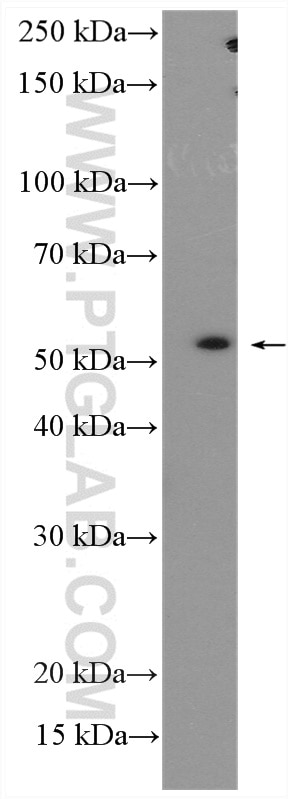 Western Blot (WB) analysis of U2OS cells using SLC7A11/xCT Polyclonal antibody (26864-1-AP)
