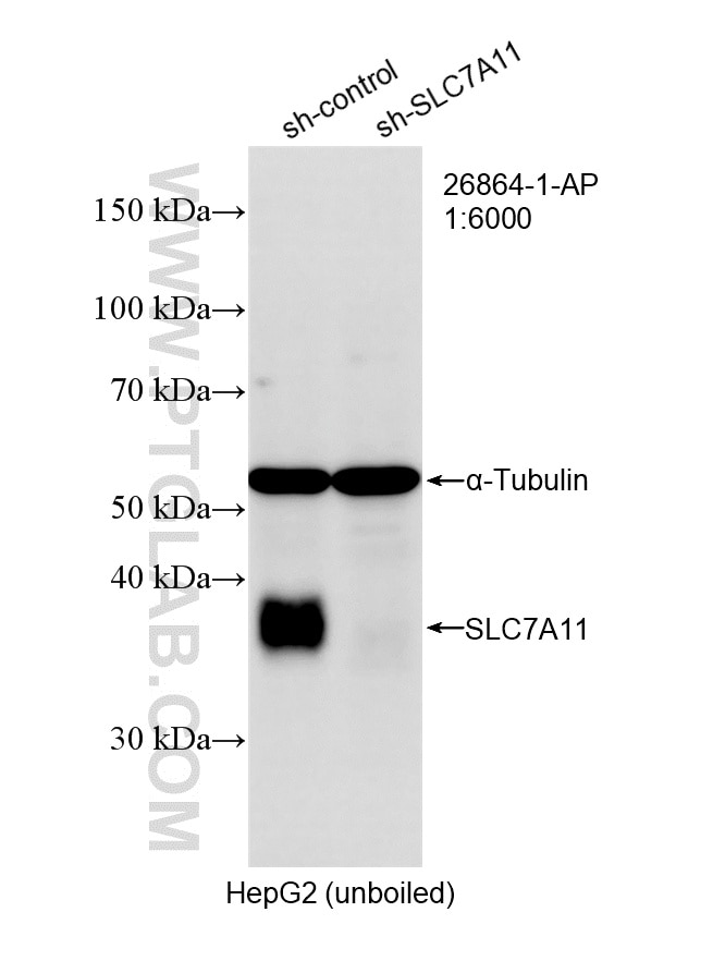 WB result of SLC7A11/xCT antibody (26864-1-AP; 1:6000; incubated at room temperature for 1.5 hours) with sh-Control and sh-SLC7A11/xCT transfected HepG2 cells. Western Blot (WB) analysis of HepG2 cells using SLC7A11/xCT Polyclonal antibody (26864-1-AP)