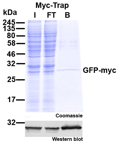 Myc-Trap Agarose for immunoprecipitation of Myc-tagged proteins.