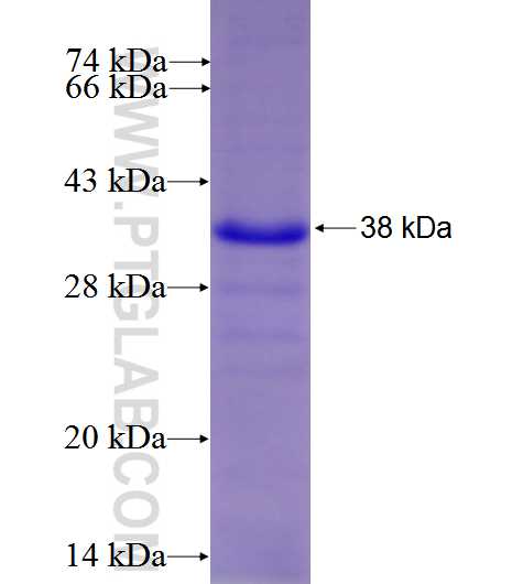 β-ENaC fusion protein Ag5515 SDS-PAGE