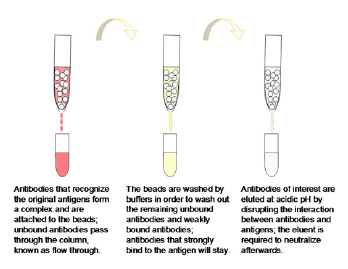 Affinity purification process using antigen-coupled sepharose